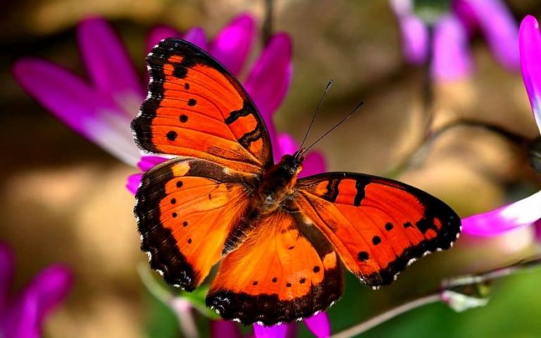 vlinder insecten monarch amerikaanse geschilderde dame achtergrond 1  jpg