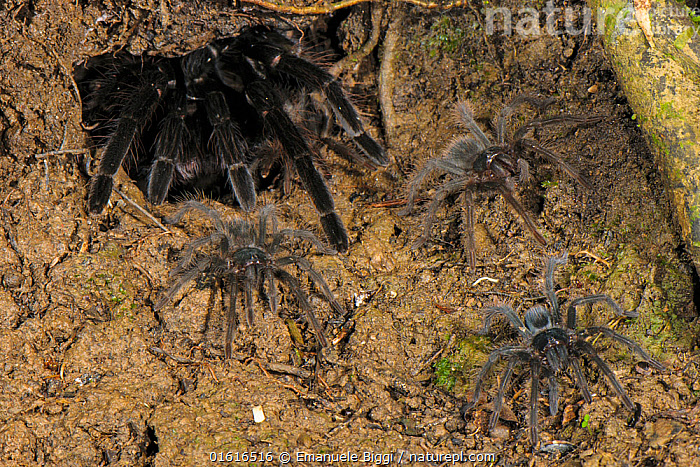 перуанский тарантул  Pamphobeteus sp   jpg