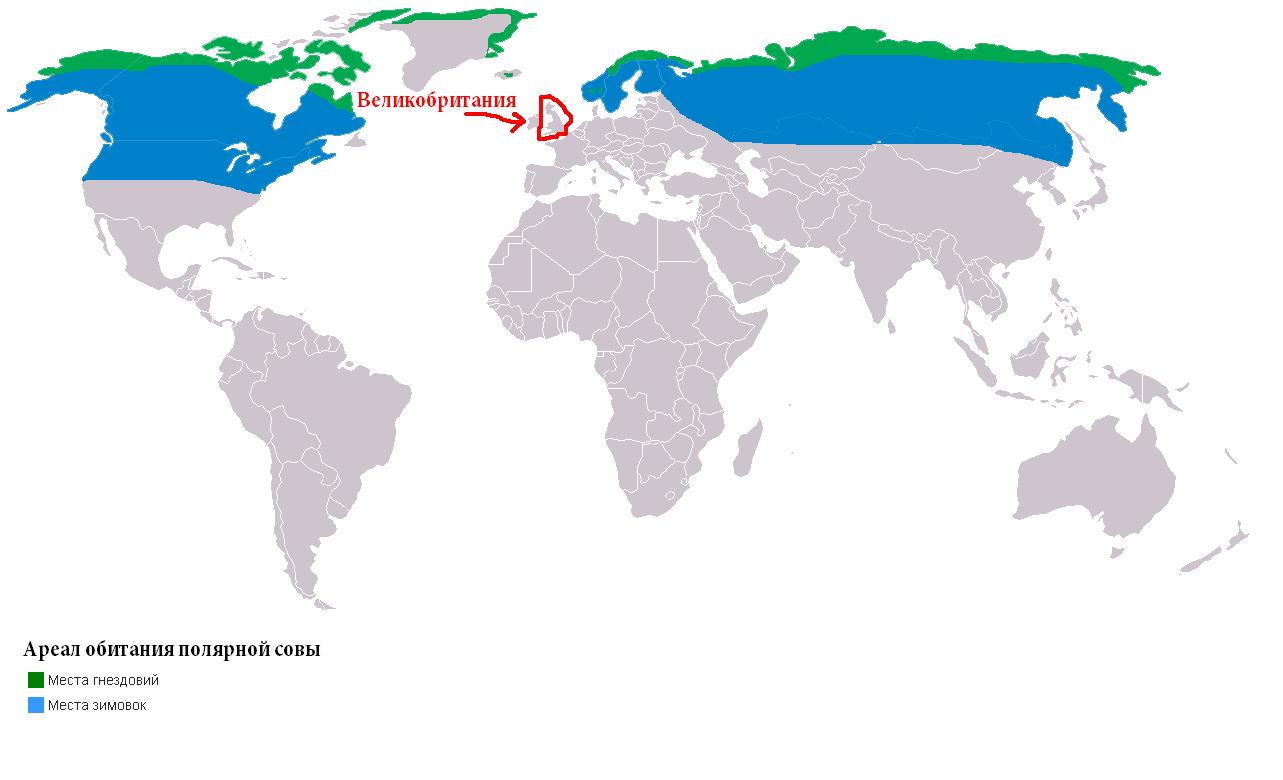 Полярная сова карта обитания