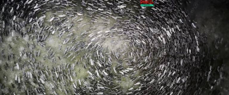 vlcsnap 2026 03 06 00h02m14s687 jpg