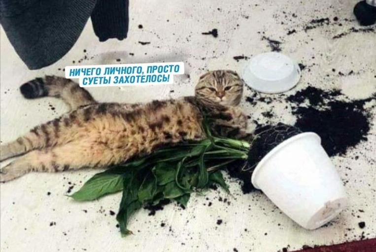 кот jpg
