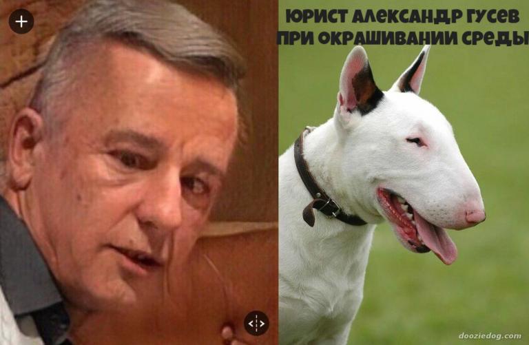 юрист Александр Гусев после окрашивания среды jpg