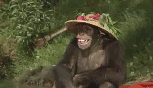 monkey 82 gif