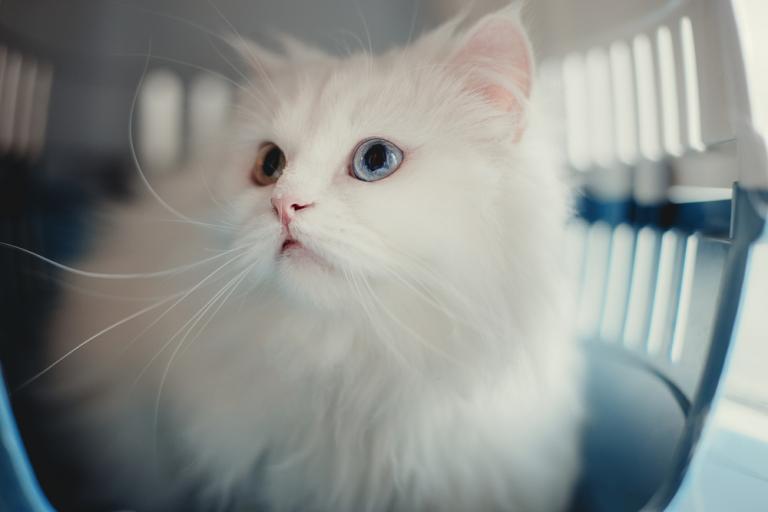white cat in a pet carrier box Taya Ovod Shutterstock jpg