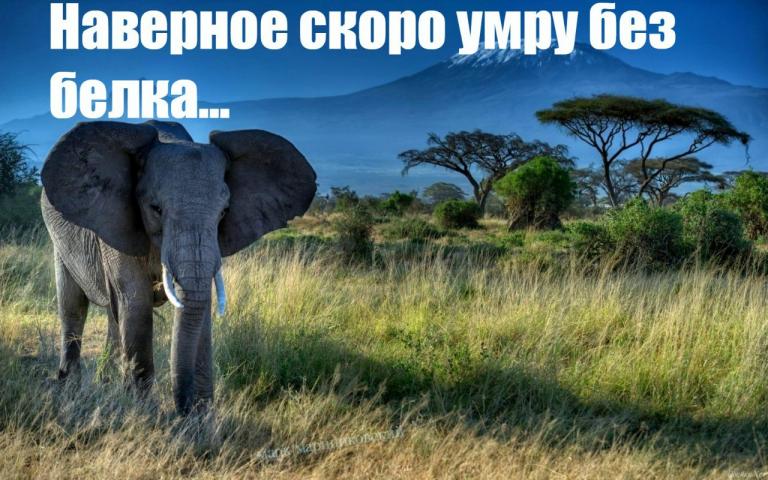 Слон белок jpg