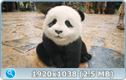 thumb 06183cfcd1a3faf547b62c44198a6f6a png