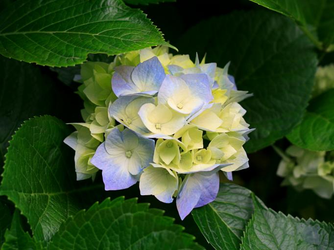 Hydrangeas jpg