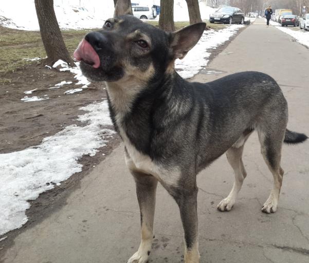 20140404 082651Рекс4