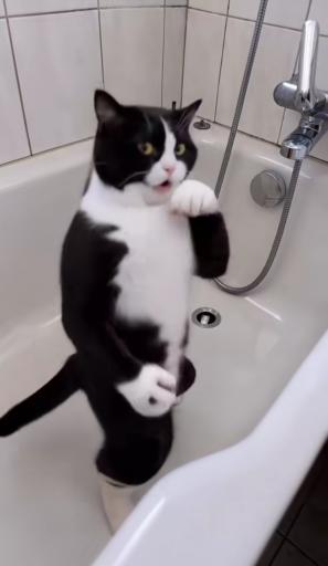 Screenshot 20260812 204749 TikTok jpg