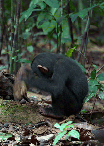 1jwJ gif