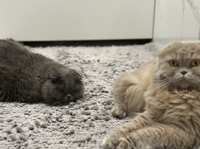 2025 11 02 01 47 57 png