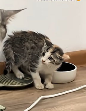 2025 10 29 15 18 08 png