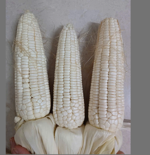 2026 03 23 23 11 50 png