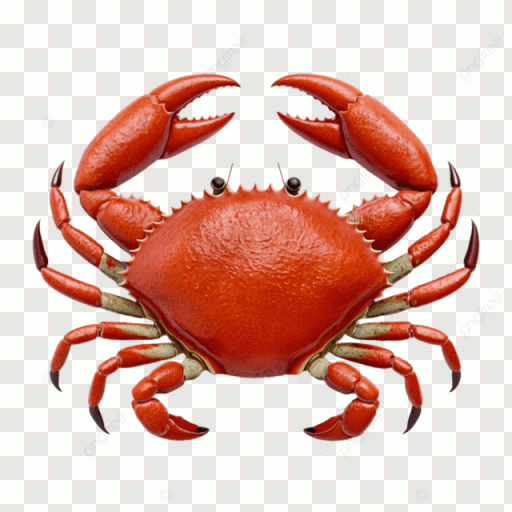 pngtree crab image isolated on white background png image 13328279 png