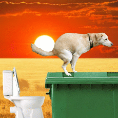эльвысер gif