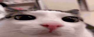1938 cat gif