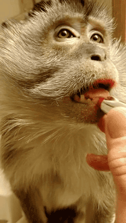 2IZ0 gif