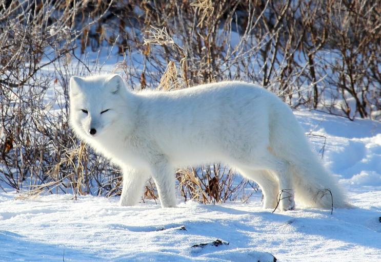 Arctic fox  6375719339  jpg